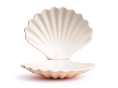 seashell