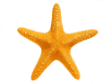 starfish