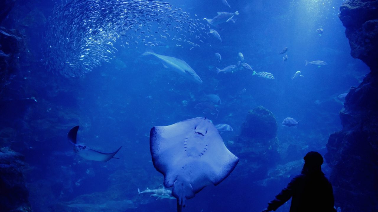 Acquario vasca Acquario vasca