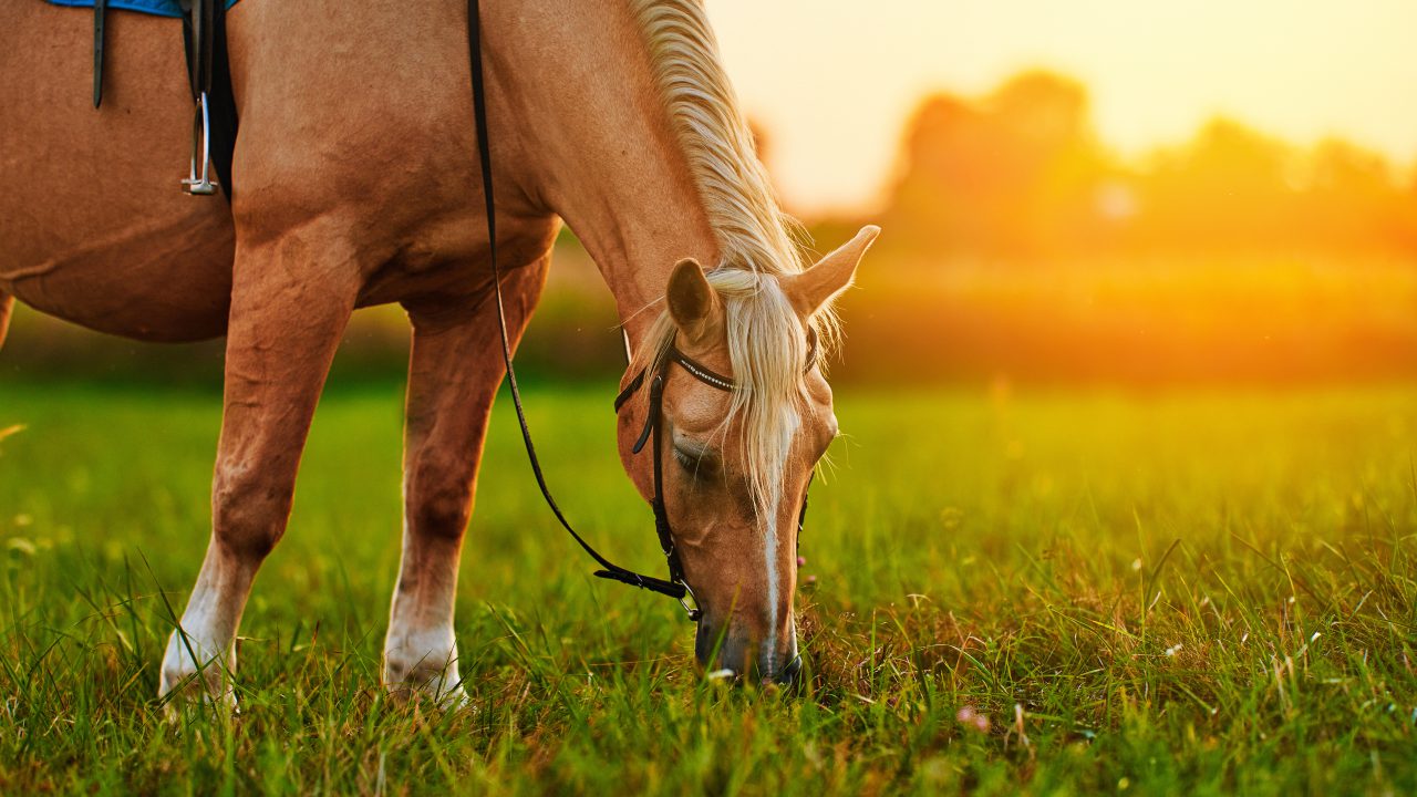 Passeggiata a cavallo