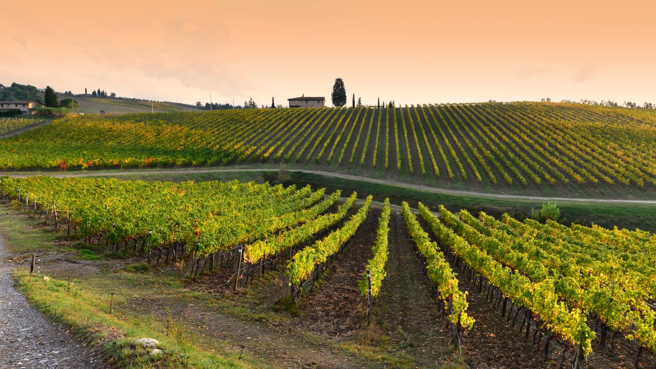 Vitigno toscano Vitigno toscano